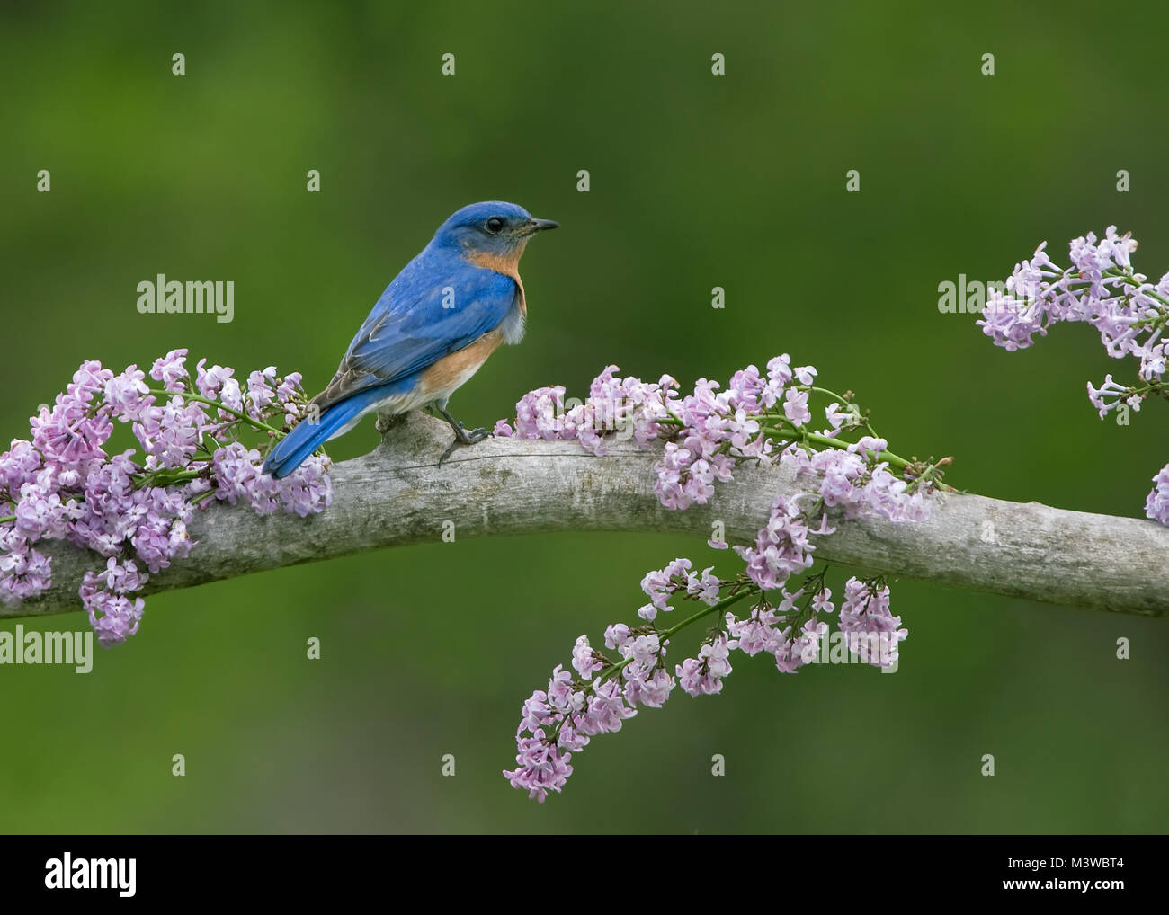 Maschio Bluebird orientale appollaiato in lillà Foto Stock