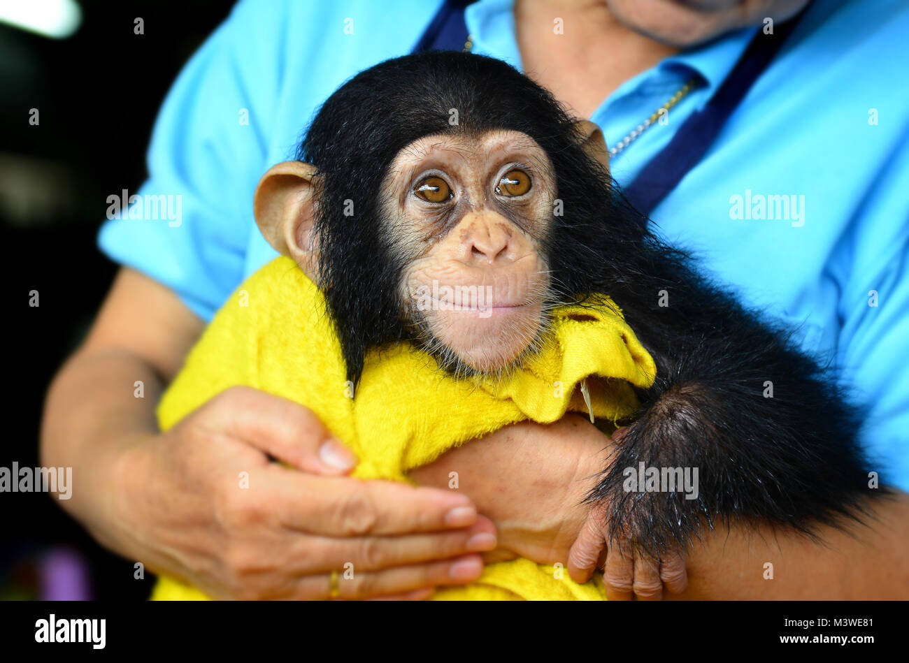Baby scimpanzé con mom umano nel giardino zoologico di amore e di umano chiuso come esseri baby Foto Stock