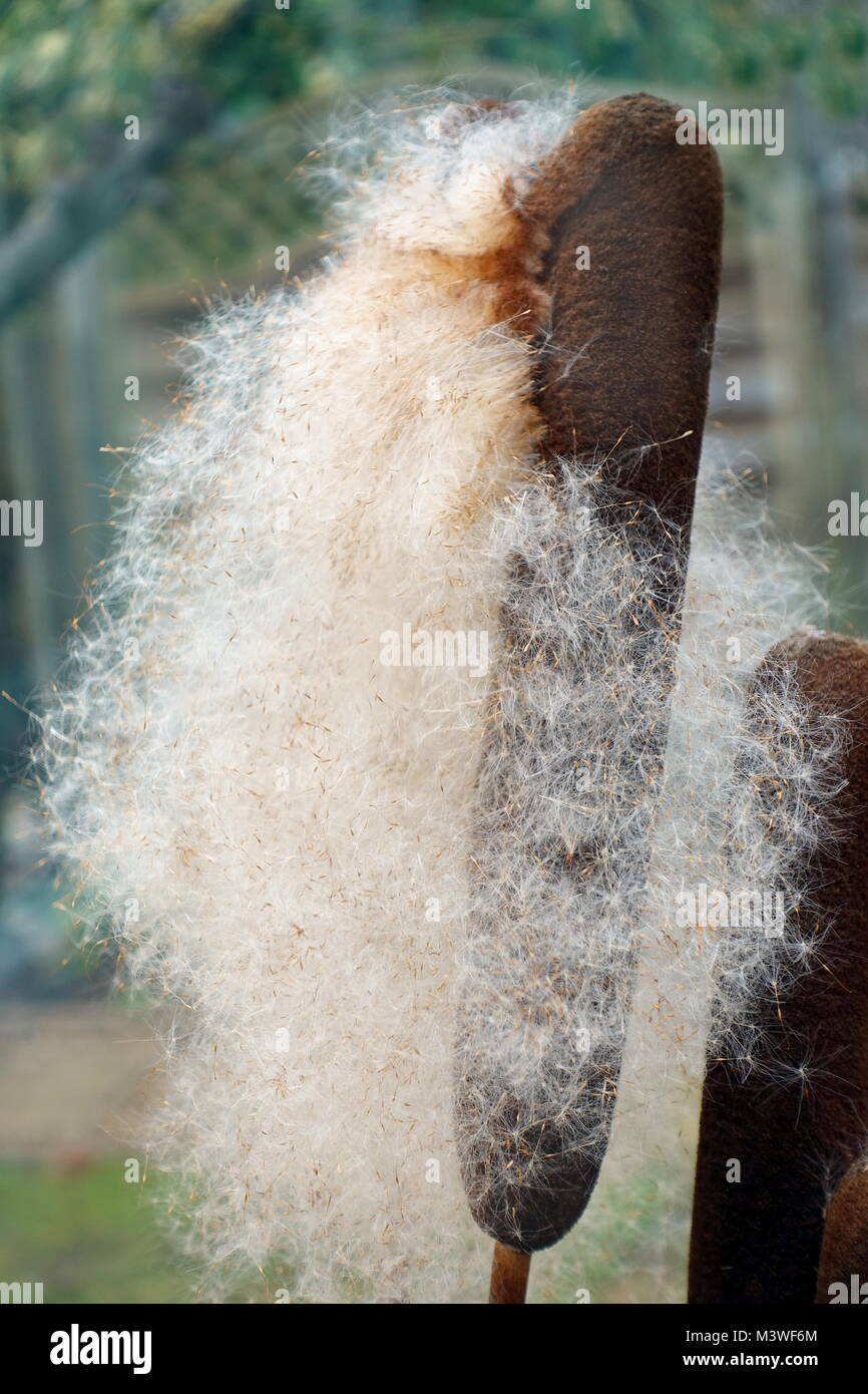 Una femmina di spike su un giunco o tifa (Typha latifolia), spargimento e disperdendo i suoi piccoli semi. Foto Stock