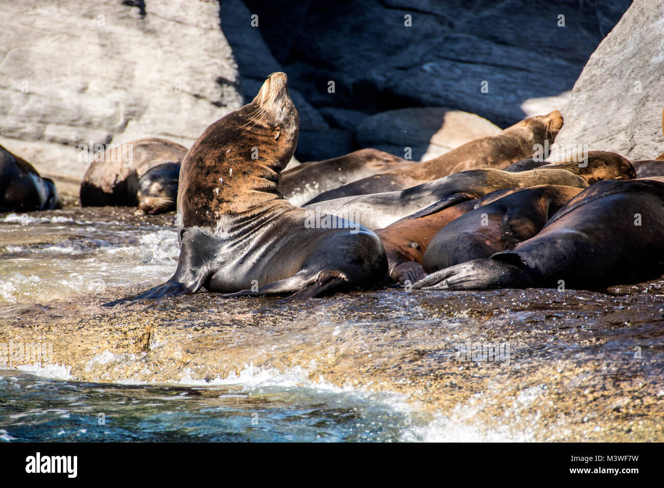 I leoni marini giocando sulle rocce di Coronado Island, parte della baia di Loreto Parco Nazionale di sistema. Foto Stock