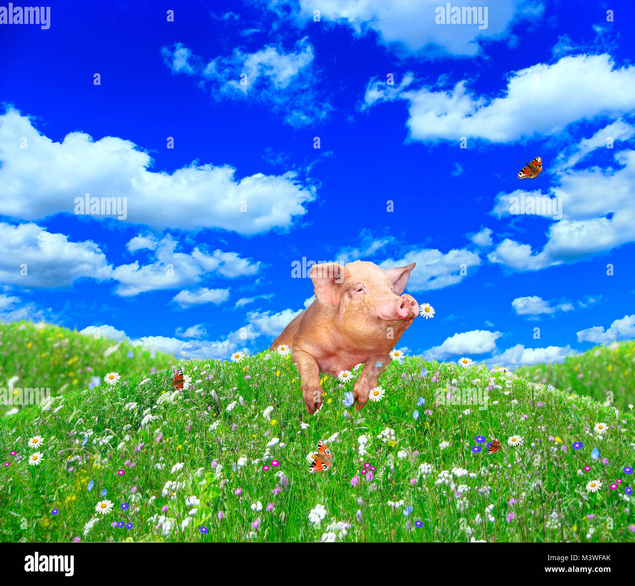 Un maiale felice guarda fuori da dietro una collina in un prato estivo Foto Stock