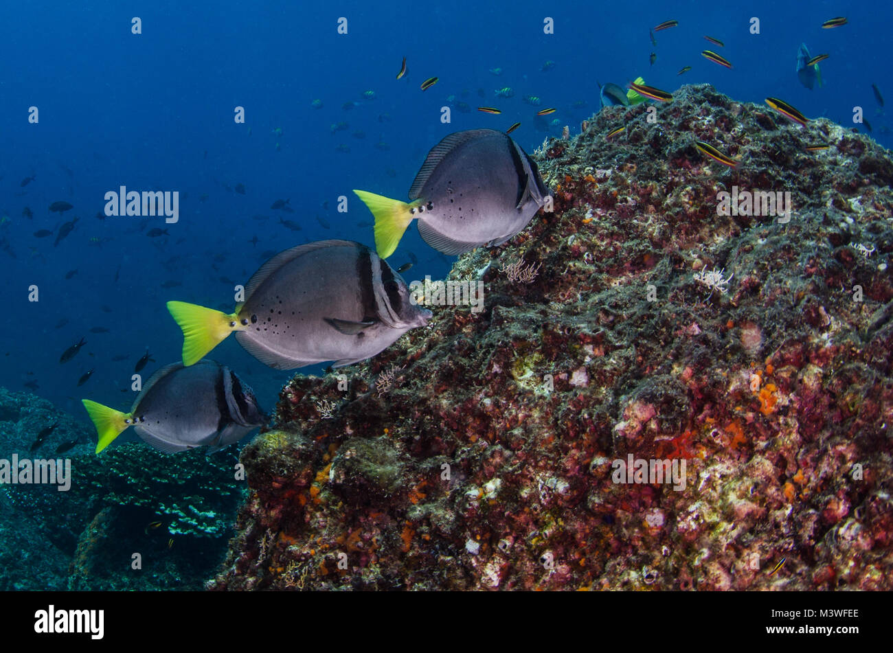 Rasoio, Surgeonfish Prioniurus laticlavius, Acanthuridae, Coiba National Park, Panama, Oceano Pacifico centrale Foto Stock