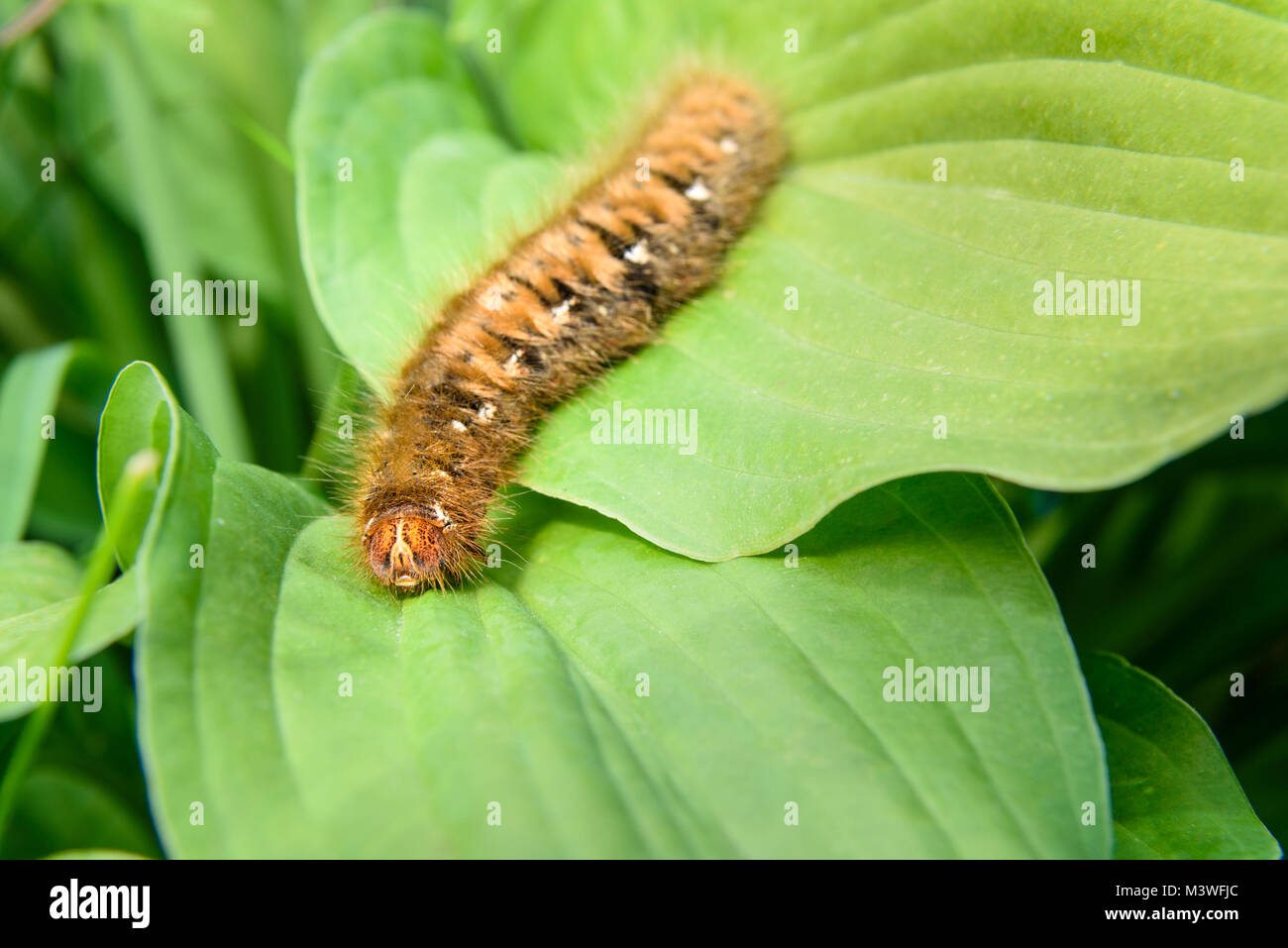 Hairy brown grande quercia caterpillar egga, Lasiocampa quercus sulla foglia verde nella natura Foto Stock