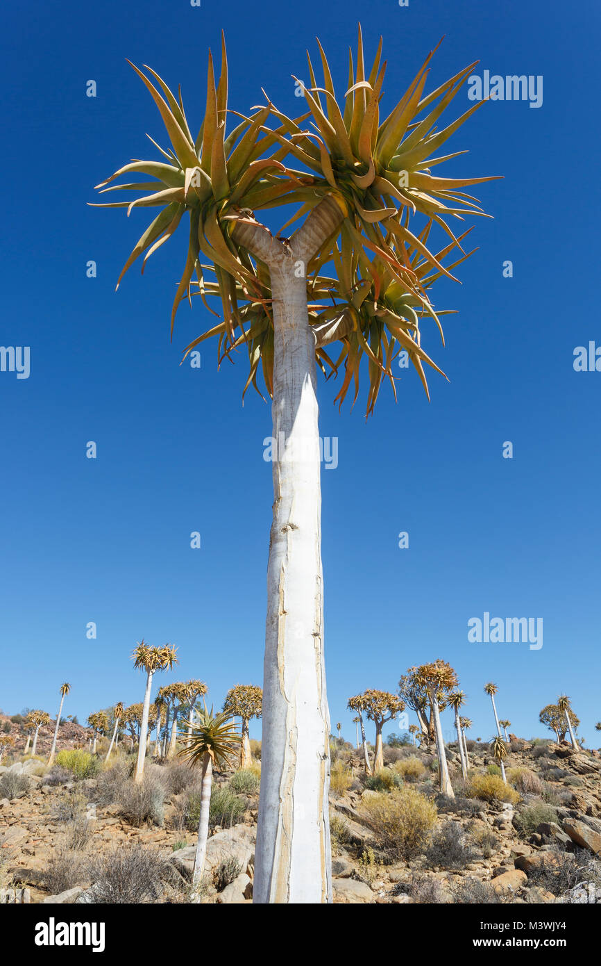 Kocurboom, o faretra alberi, Aloidendron dichotomum (syn. Aloe dicotoma) vicino a Kamieskroon, Western Cape, Sud Africa. Foto Stock