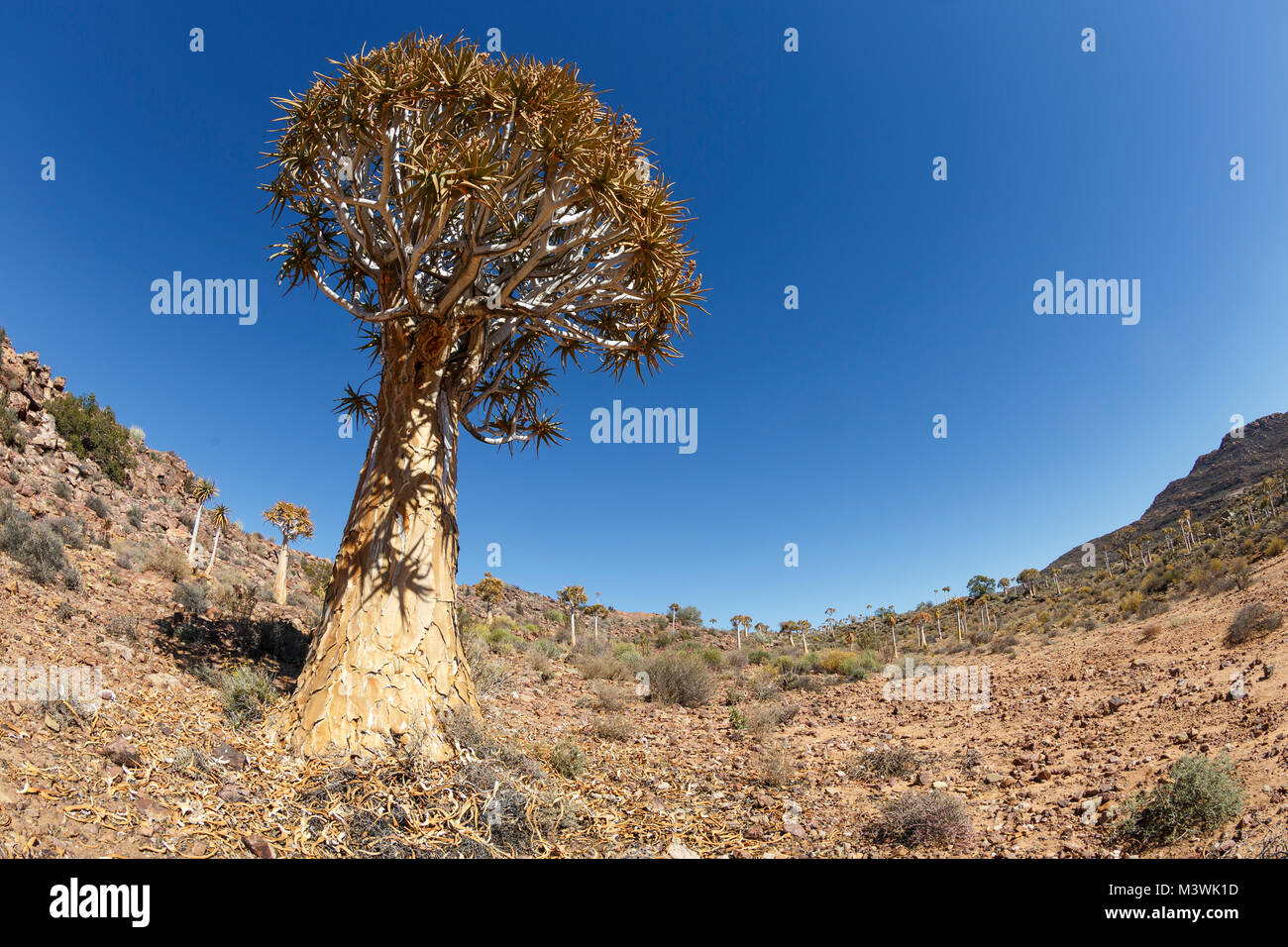 Kocurboom, o faretra alberi, Aloidendron dichotomum (syn. Aloe dicotoma) vicino a Kamieskroon, Western Cape, Sud Africa. Foto Stock