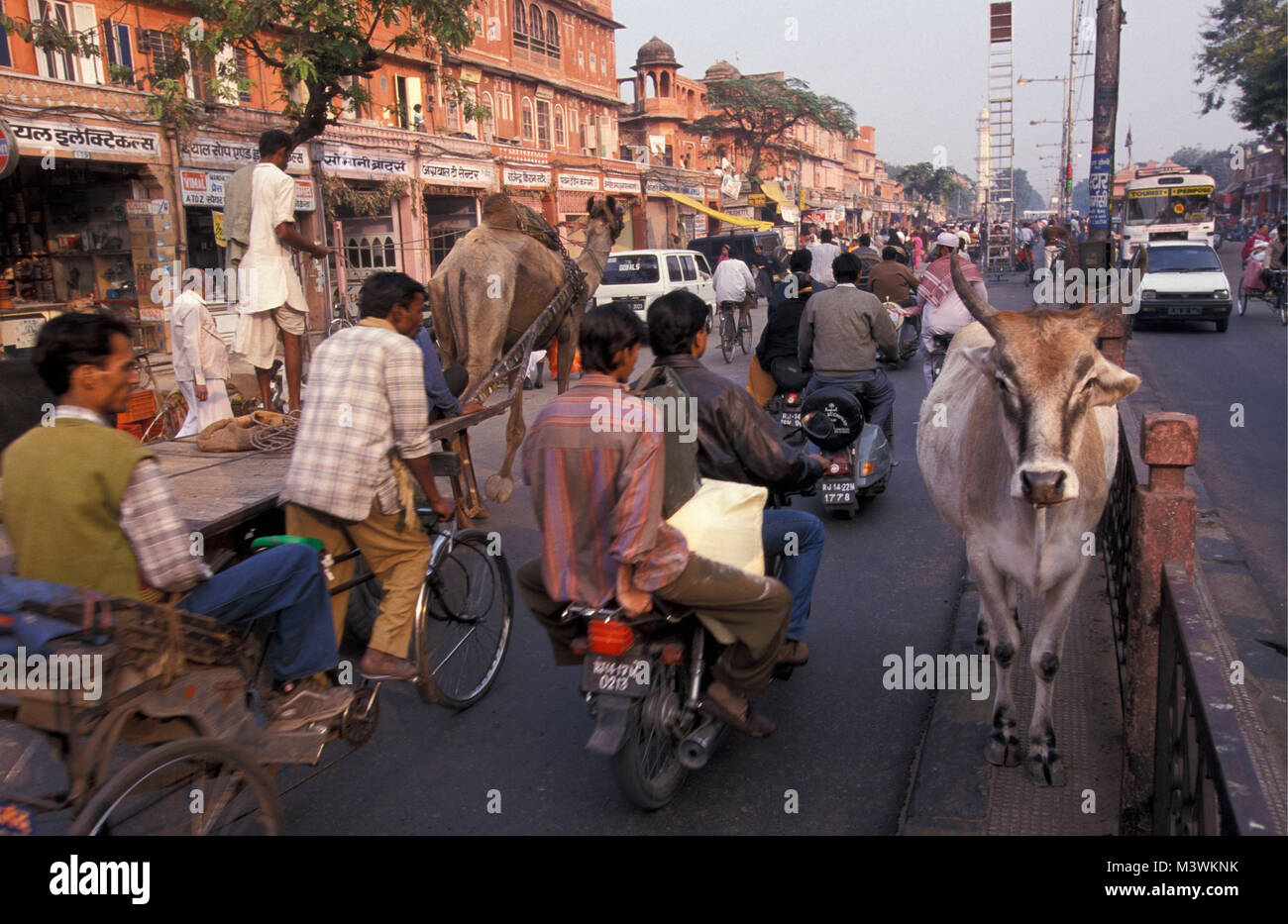 India. Il Rajasthan. Jaipur. Ogni giorno la vita di strada. Il traffico di persone, camel-cart e la mucca sulla strada. Foto Stock