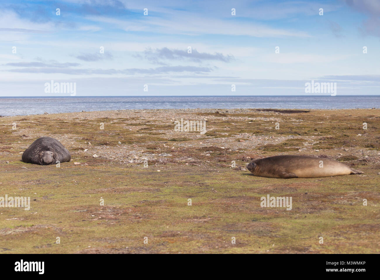 Maschio (Bull) e femmina guarnizione di elefante su terreni nelle isole Falkland Foto Stock