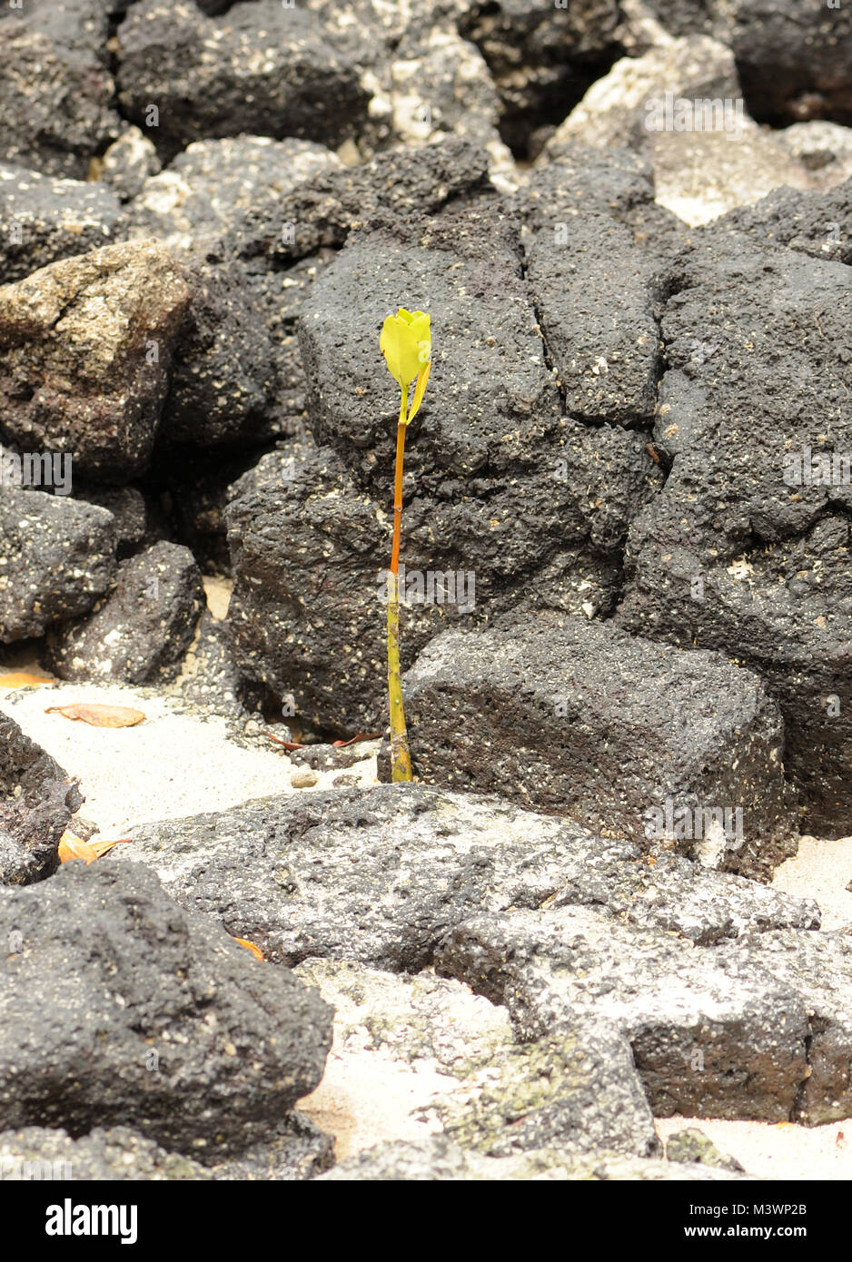 Germogli verdi di mangrovie (Rhizophora specie) vengono visualizzate in nero rocce laviche dove un propagolo ha lavato a terra sulla spiaggia. Playa Ochoa, San Cristoba Foto Stock