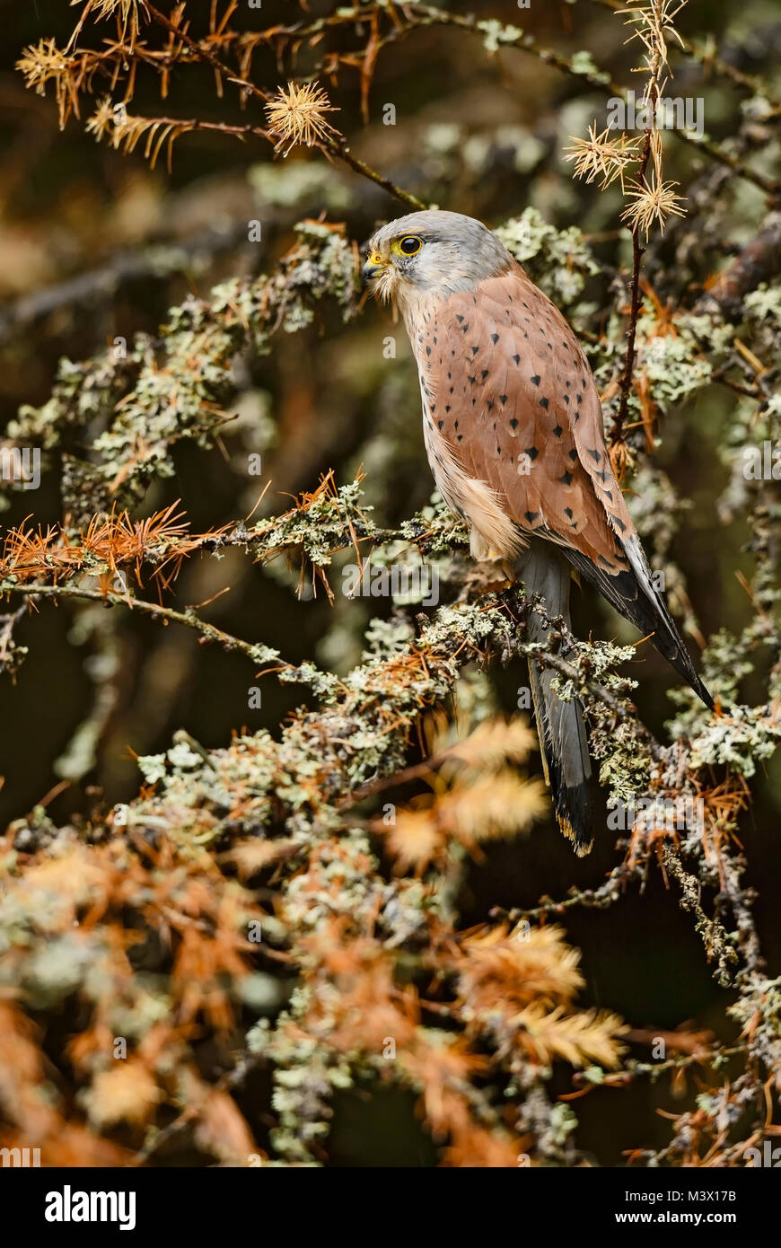 Eurasian Gheppio - Falco tinnunculus, bella raptor da foresta europea. Foto Stock