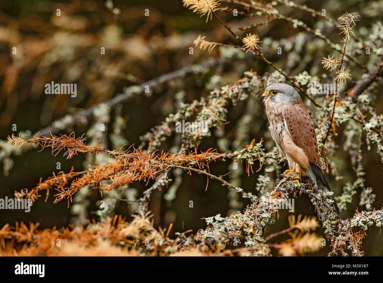 Eurasian Gheppio - Falco tinnunculus, bella raptor da foresta europea. Foto Stock