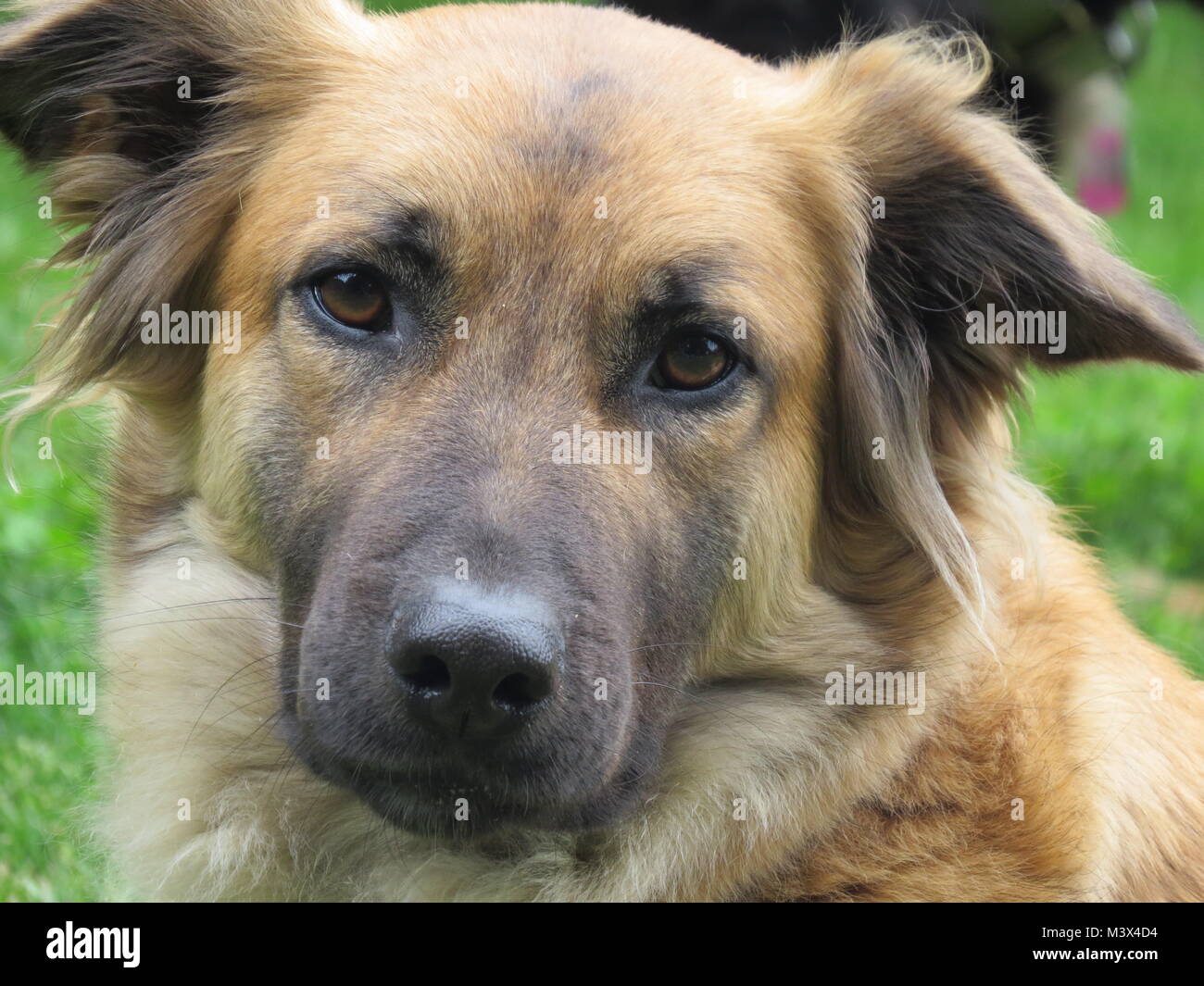 Ritratto di cane con sfondo sfocato Foto Stock