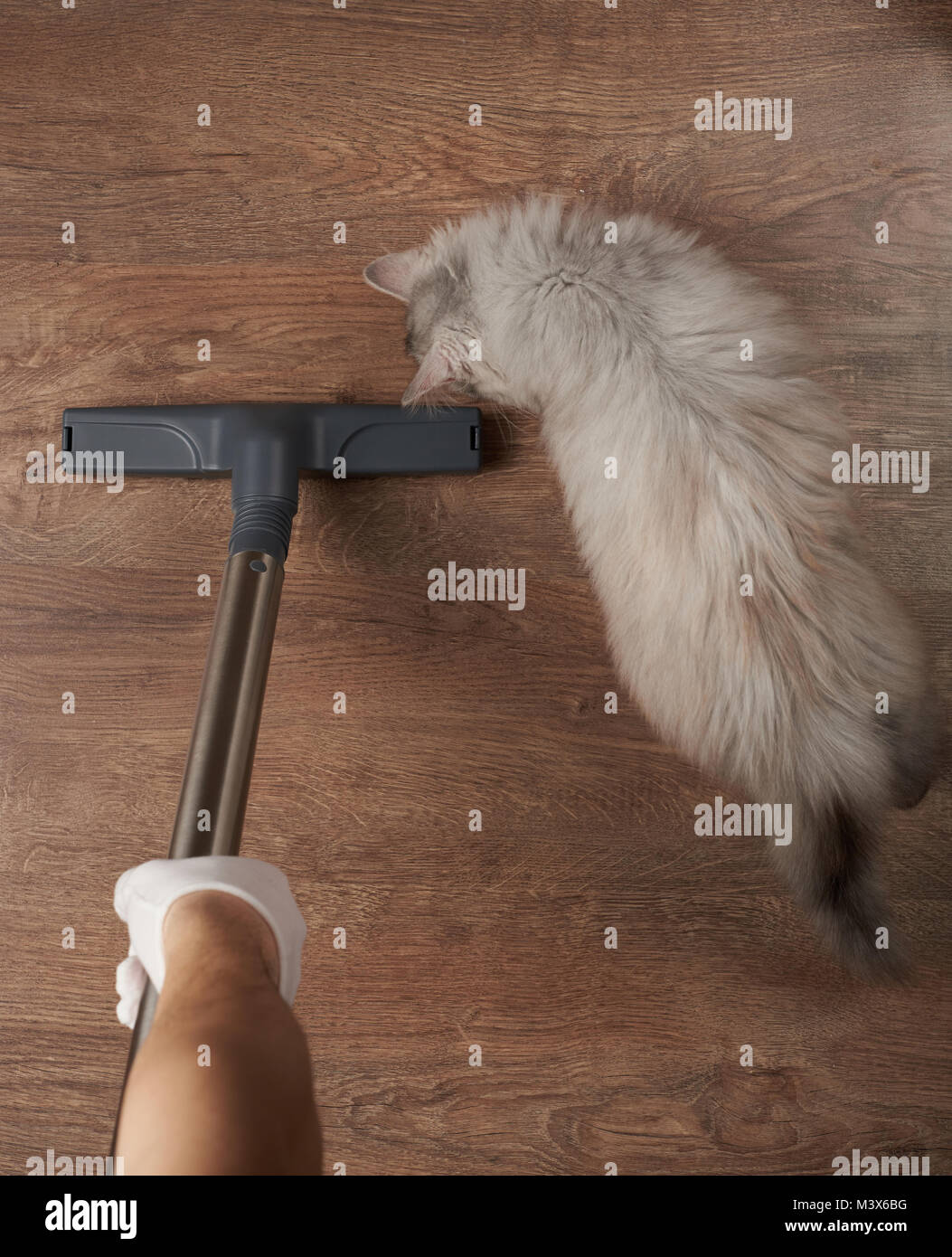 Cat aiuta a pulire il pavimento sopra vista superiore con un aspirapolvere Foto Stock