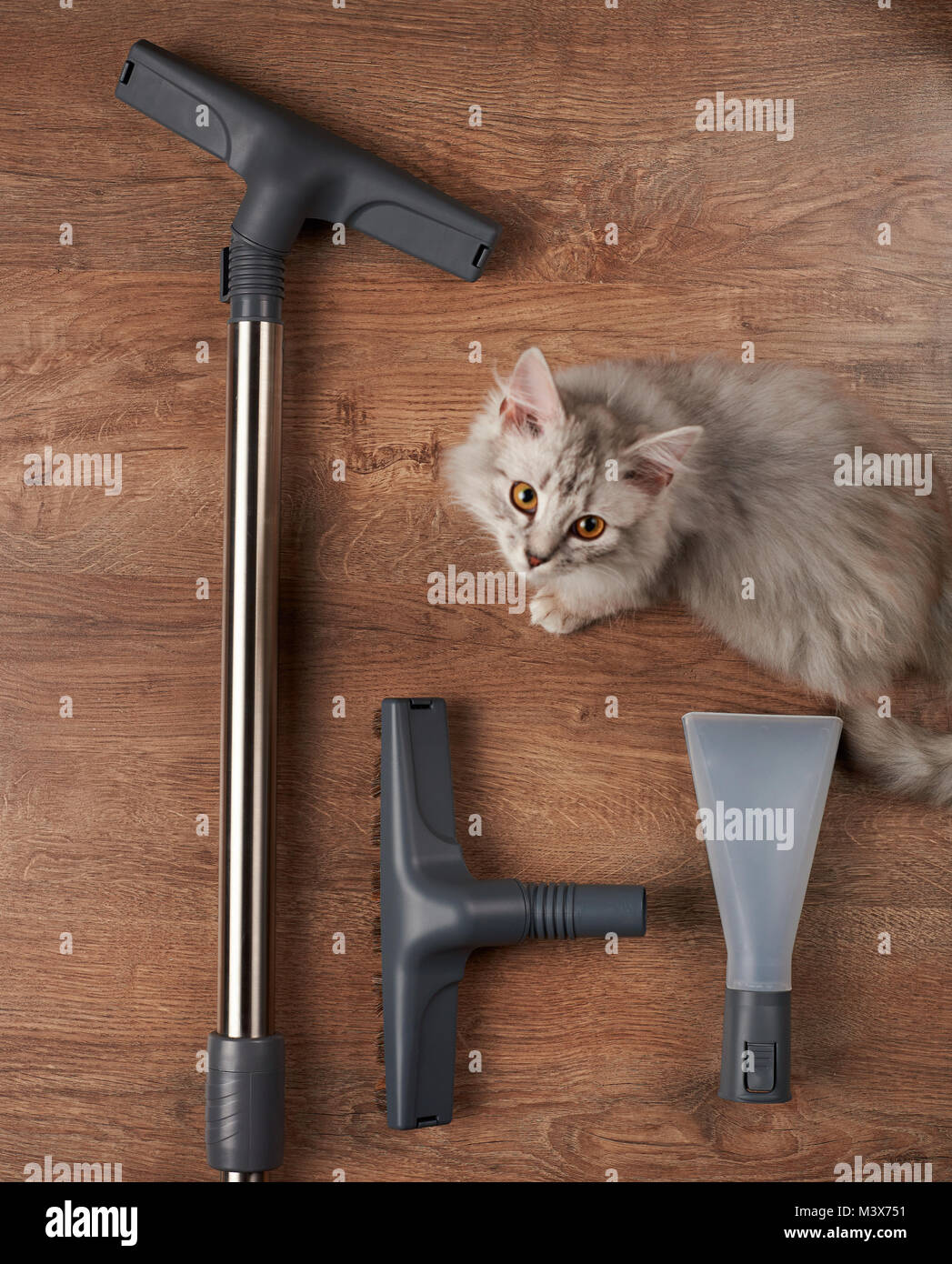 Aspirapolvere strumenti per la pulizia dopo il pet che vivono in casa Foto Stock