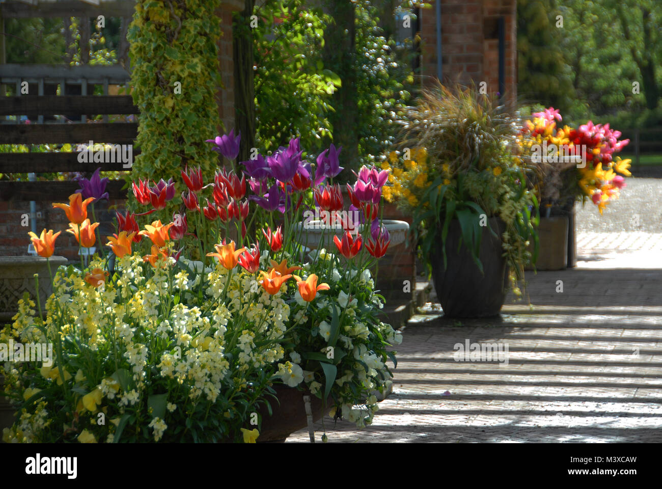 Vivaio Rassells al tulip-time Foto Stock