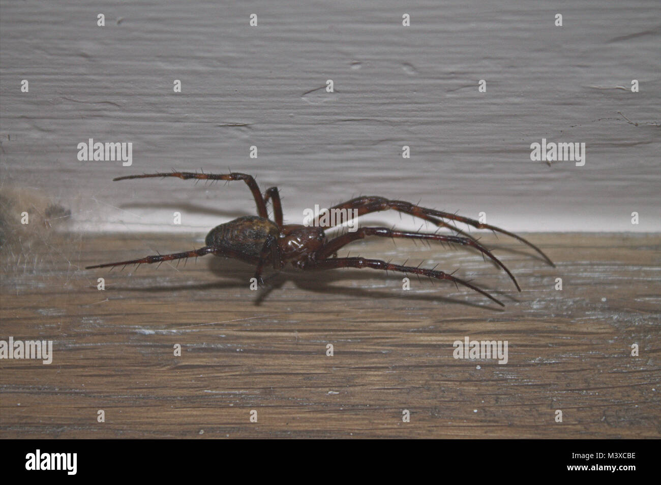 Grande femmina comune Casa Spider Tegenaria domestica protezione delle uova Foto Stock