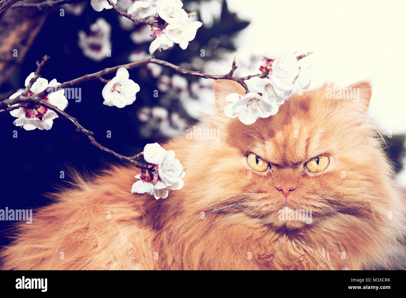 Orange gatto persiano con albero fiorisce in primavera Foto Stock