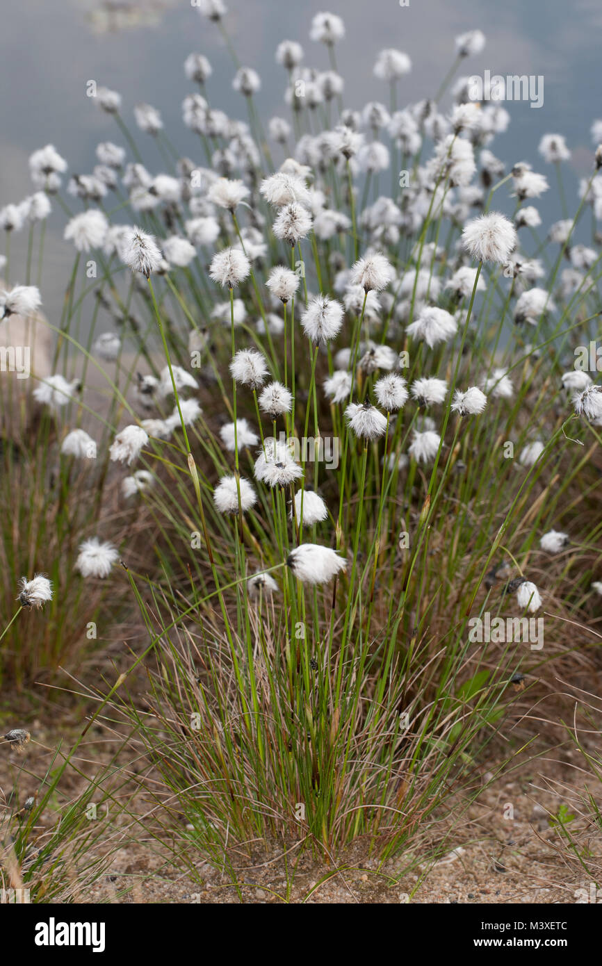 Scheiden-Wollgras, Scheidenwollgras, Moor-Wollgras, Scheidiges Wollgras, Schneiden-Wollgras, Eriophorum vaginatum, Hare's-tail cottongrass, tussock co Foto Stock