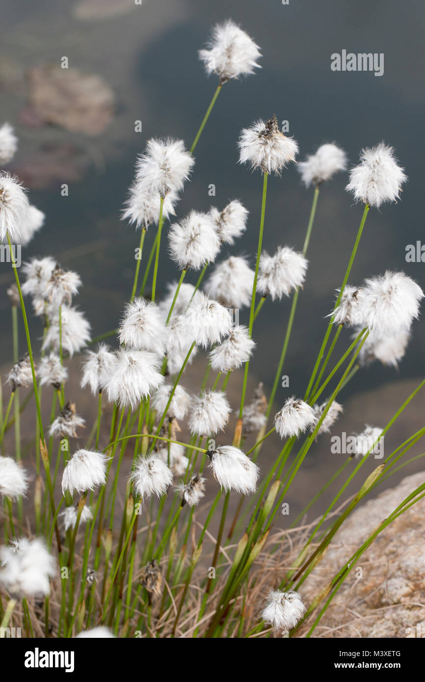 Scheiden-Wollgras, Scheidenwollgras, Moor-Wollgras, Scheidiges Wollgras, Schneiden-Wollgras, Eriophorum vaginatum, Hare's-tail cottongrass, tussock co Foto Stock