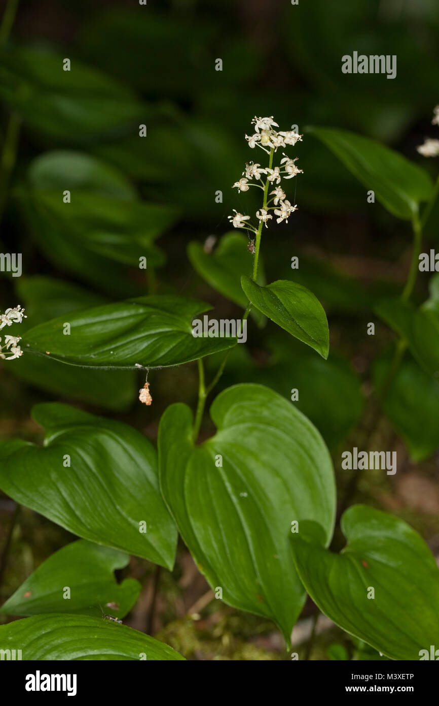 Zweiblättrige Schattenblume, Zweiblättriges Schattenblümchen, Maianthemum bifolium, può Lily Foto Stock