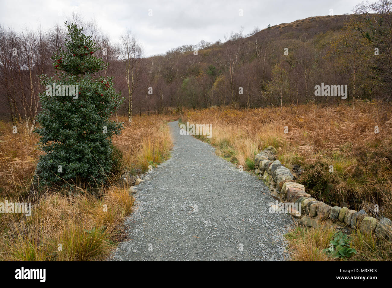 Accanto a Percorso Llyn Dinas in Snowdonia, Gwynedd, il Galles del Nord. Foto Stock