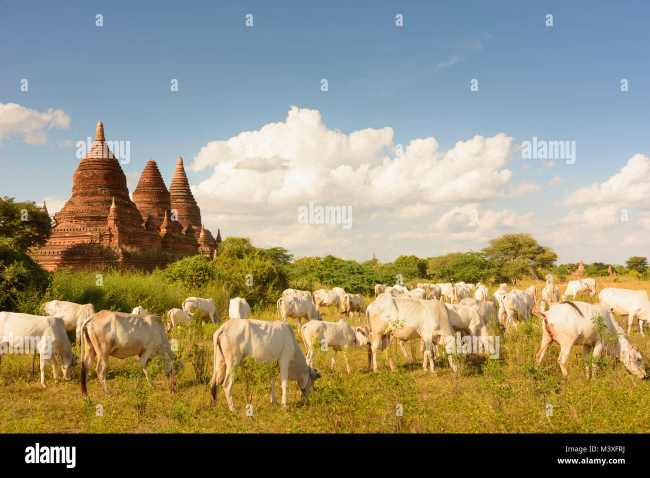 Bagan: bovini di allevamento, stupa, , Mandalay Regione, Myanmar (Birmania) Foto Stock
