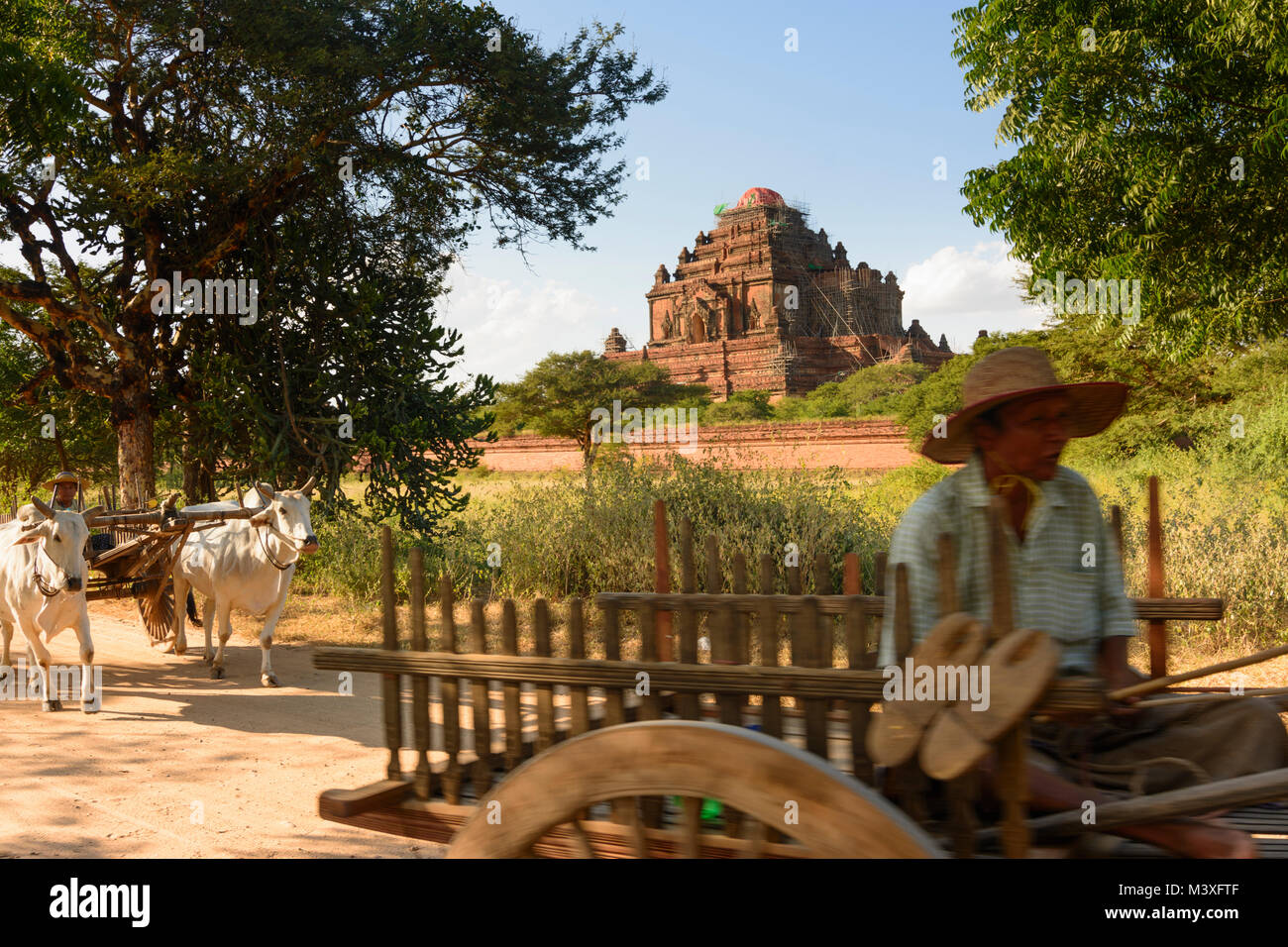 Bagan: Sulamani Temple, oxcart, , Mandalay Regione, Myanmar (Birmania) Foto Stock