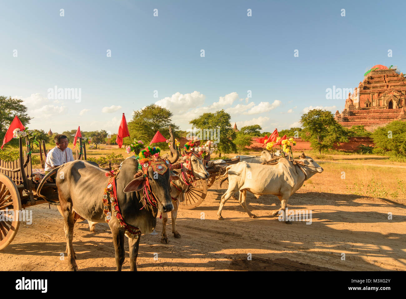 Bagan: Sulamani Temple, oxcart decorata per l'evento del matrimonio fotografia, driver, gli stupa, , Mandalay Regione, Myanmar (Birmania) Foto Stock