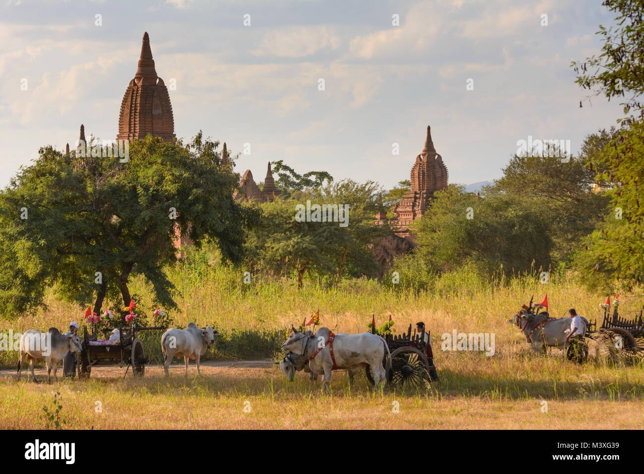 Bagan: oxcart decorata per l'evento del matrimonio fotografia, driver, gli stupa, , Mandalay Regione, Myanmar (Birmania) Foto Stock