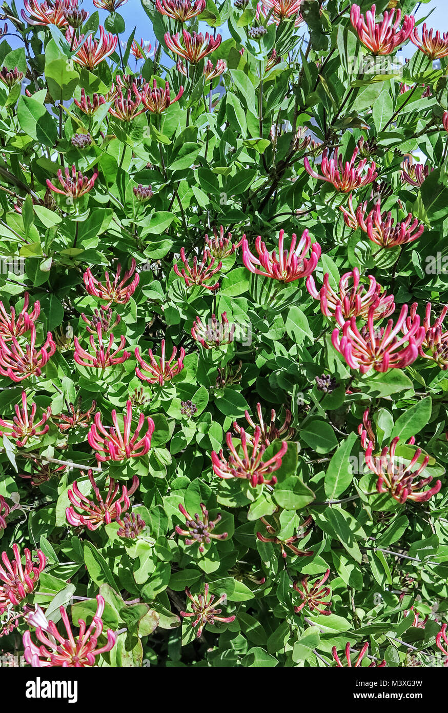 Caprifoglio (Lonicera periclymenum) con masse di fiori spettacolari Foto Stock