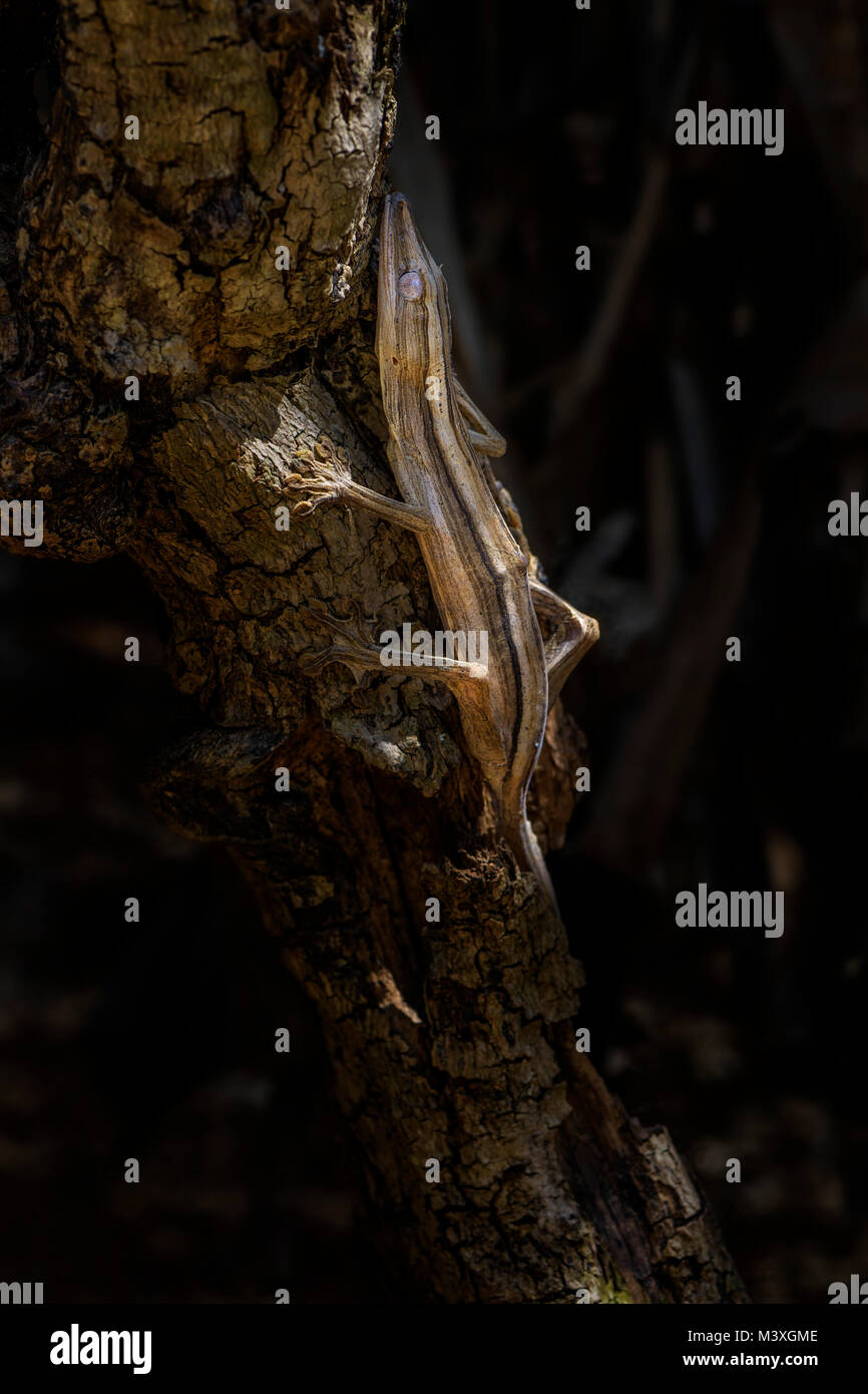 Rivestiti di foglie Gecko di coda - Uroplatus lineatus, Madagascar foresta di pioggia. Rari ben mascherata gecko, endemica del Madagascar. Mimica. Il camuffamento. Foto Stock