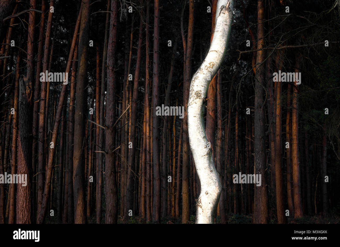Singola bianco betulla di fronte alberi soleggiato Foto Stock