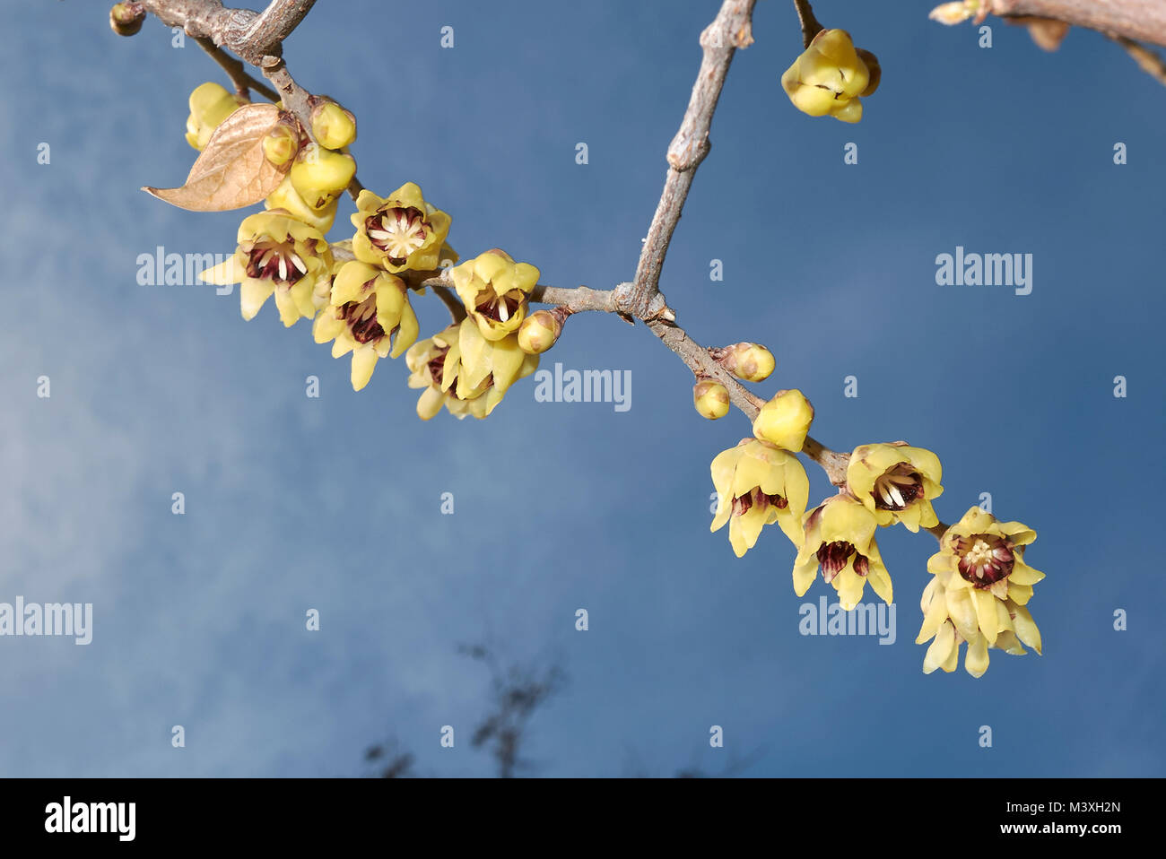 Giallo fioritura invernale Foto Stock