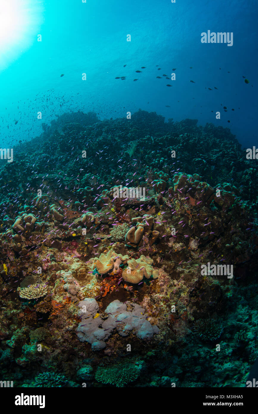 Pesce che nuota su una scogliera di coralli molli Foto Stock