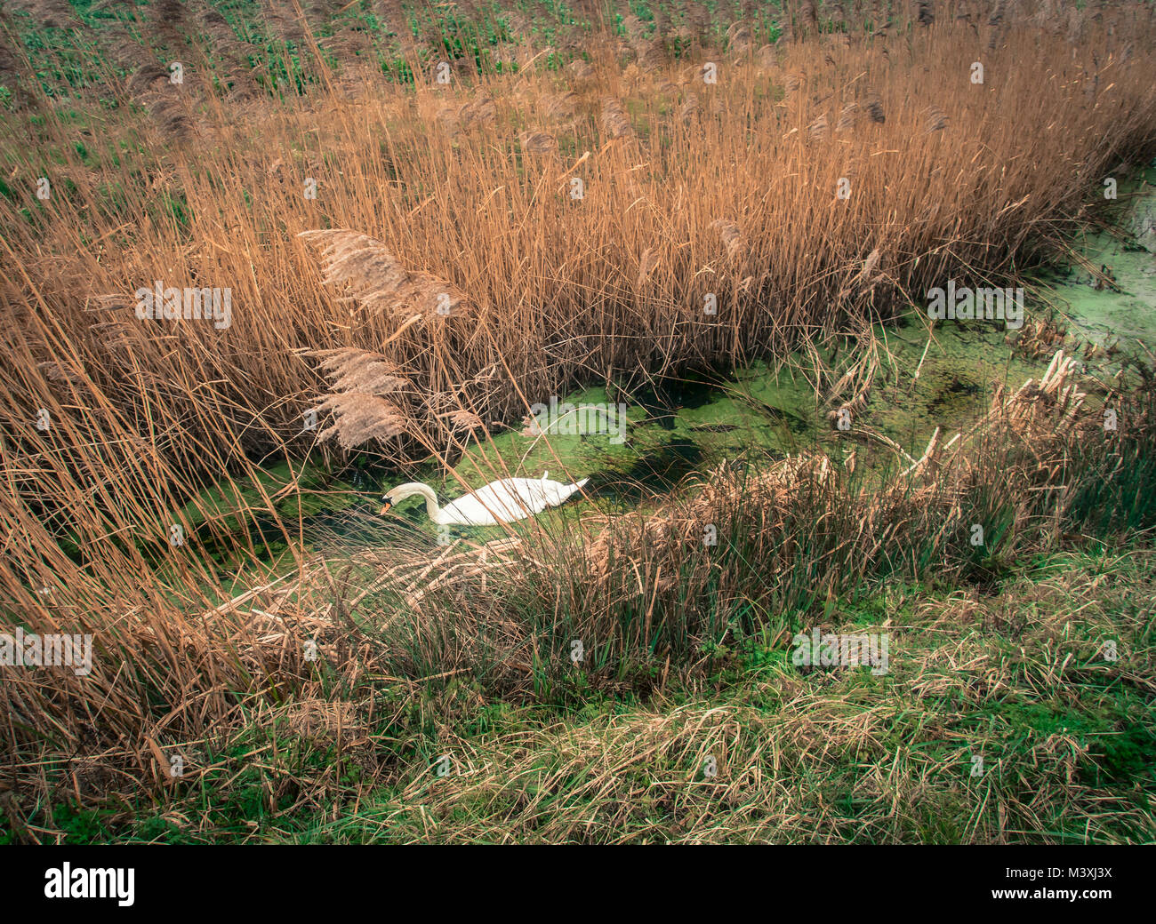 Singola bianca cigno selvatico su un flusso con pampa erba e canne ed erba verde Foto Stock