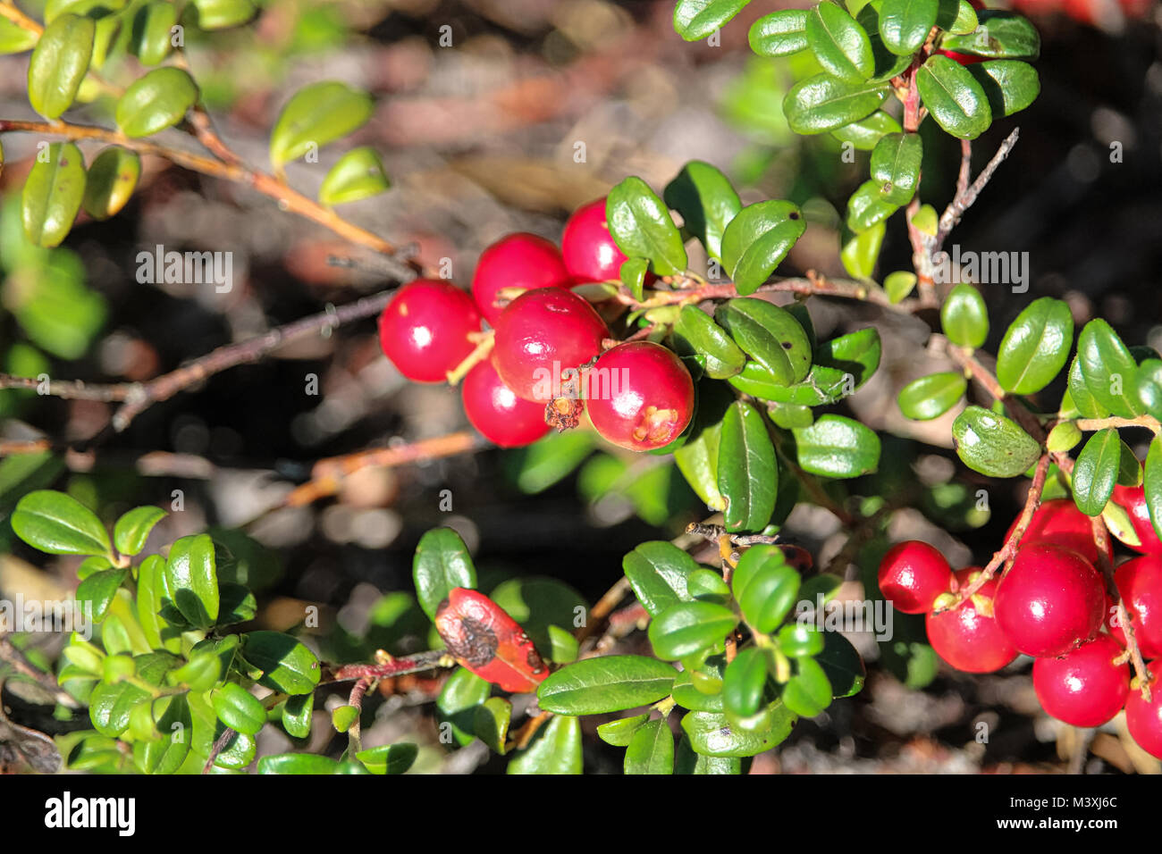 Primo piano di mirtillo rosso alla fine dell'estate. Foto Stock