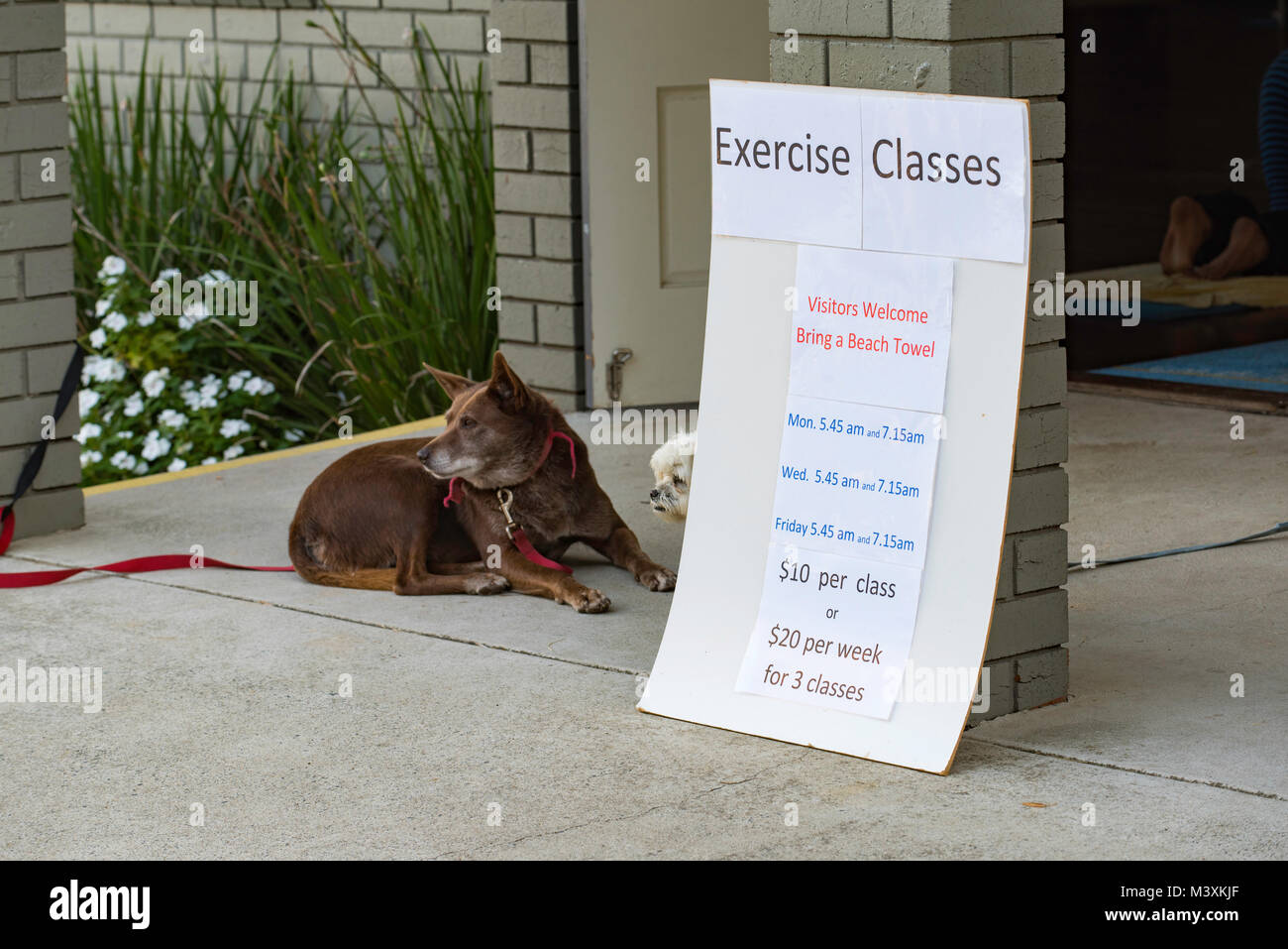 Cani attendere pazientemente per i loro proprietari al di fuori di una classe di fitness presso la Scotts CAPO Surf Life saving Club nel NSW, Australia Foto Stock
