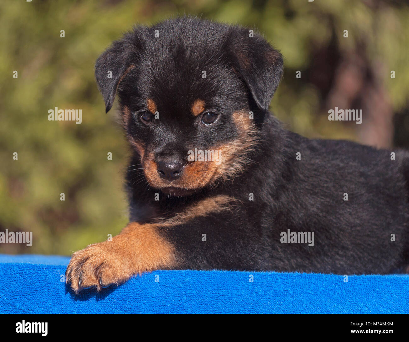 Carino rottweiler cucciolo giacente su un blu su un asciugamano blu Foto Stock