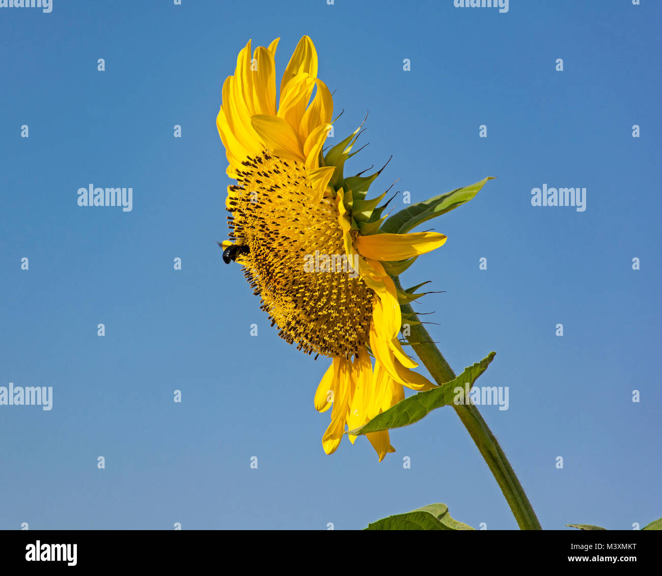 vista laterale di un bumblebee nero e giallo su gigante girasole con un cielo blu chiaro sullo sfondo Foto Stock
