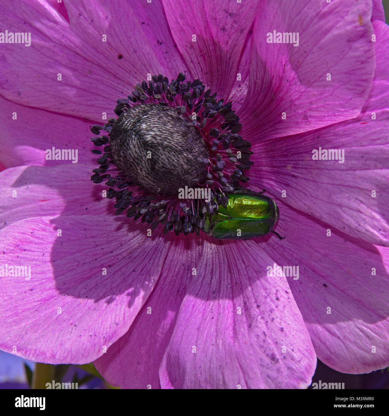alimentazione del coleottero verde metallico del fiore al centro di un fiore viola anemone Foto Stock