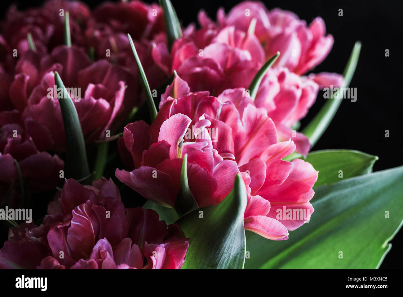 I tulipani pappagallo tulipani fiori di primavera Foto Stock