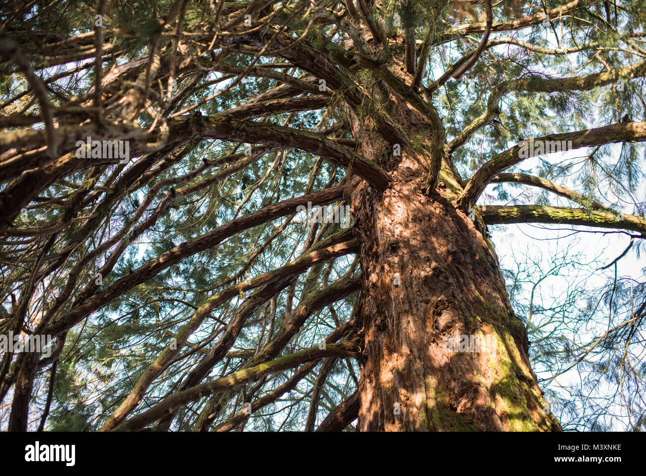 Red legno albero Foto Stock