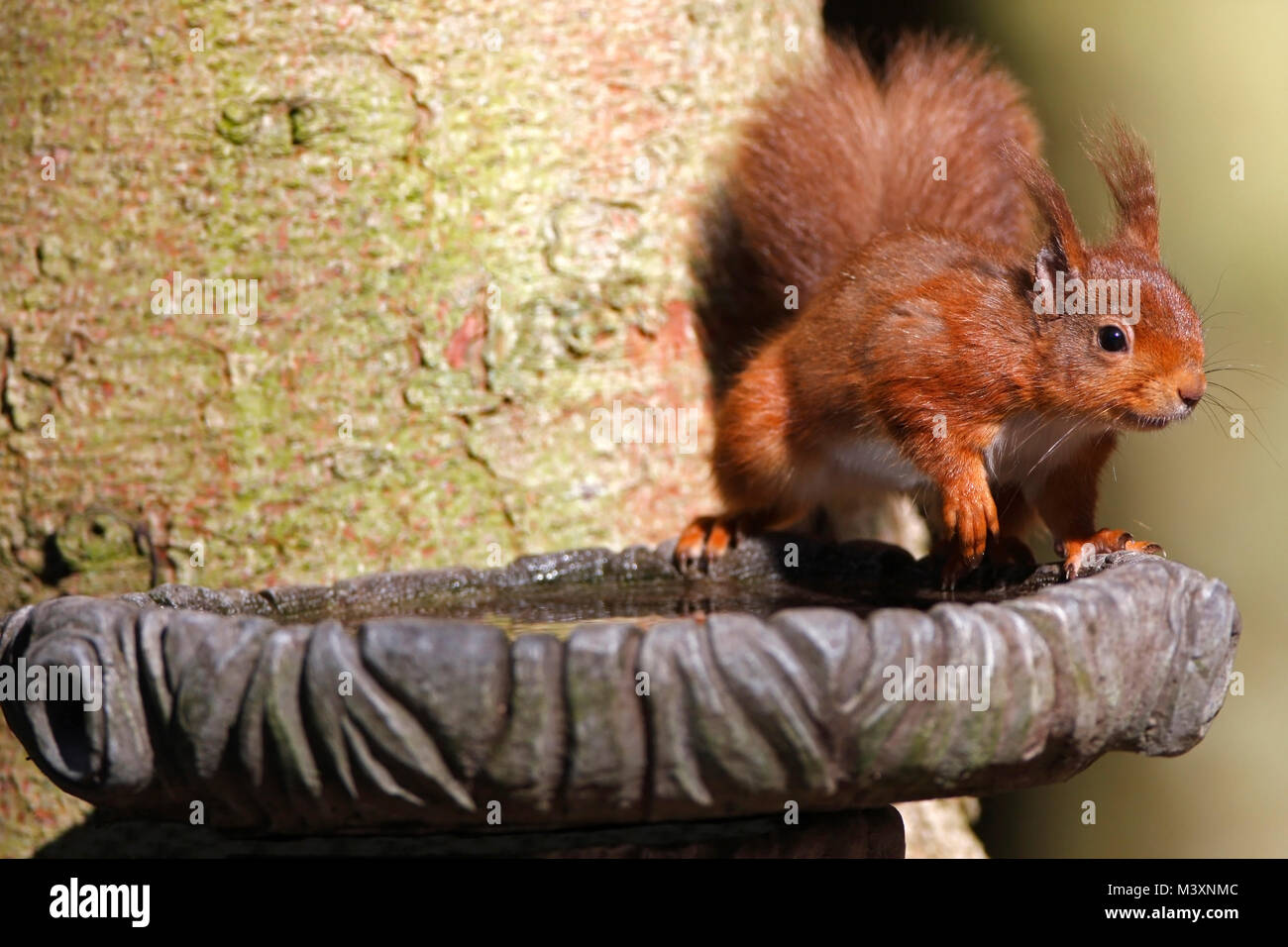 Scoiattolo rosso Scozia, Regno Unito. Foto Stock