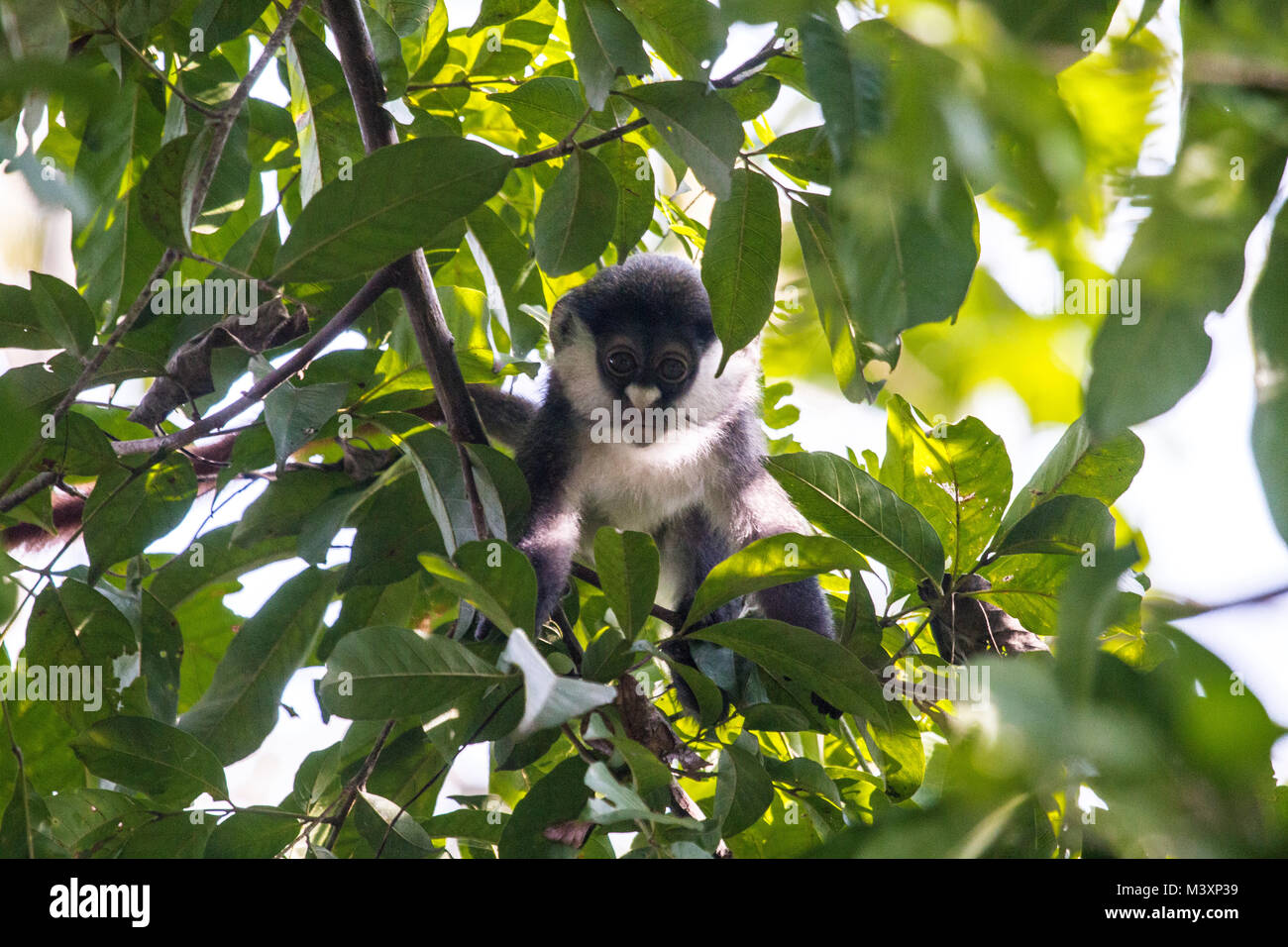 Red-tailed monkey (Cercopithecus ascanius) in una struttura ad albero in Uganda. Foto Stock