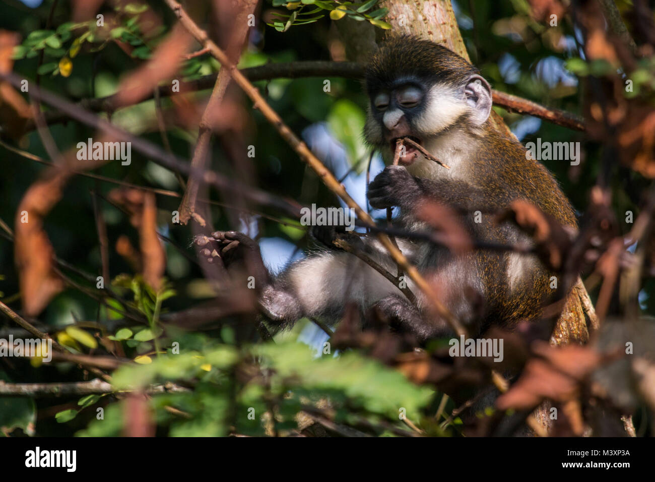 Red-tailed monkey (Cercopithecus ascanius) di mangiare in un albero, Uganda. Foto Stock