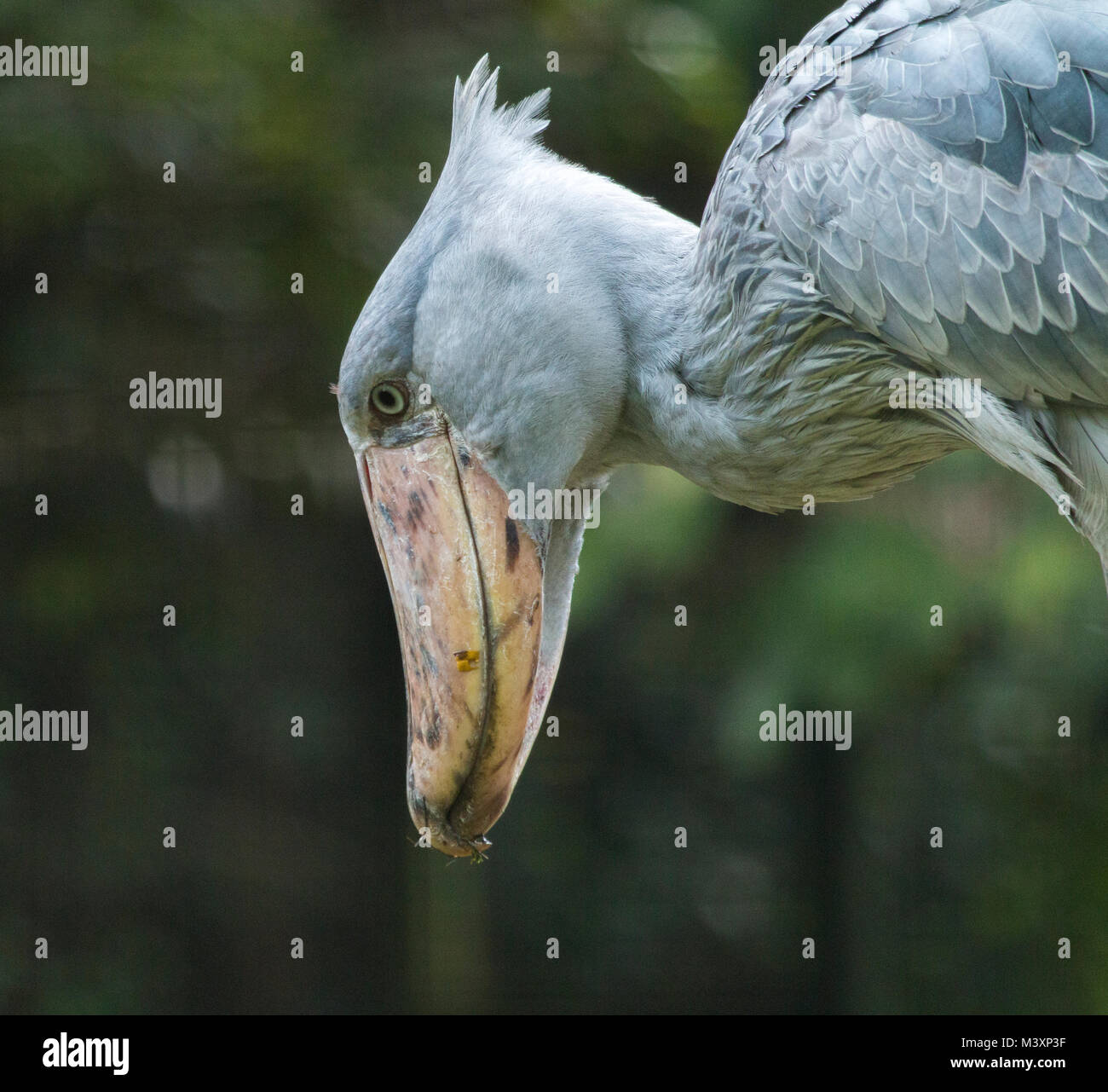 Shoebill Stork (Balaeniceps rex) in Uganda. Foto Stock