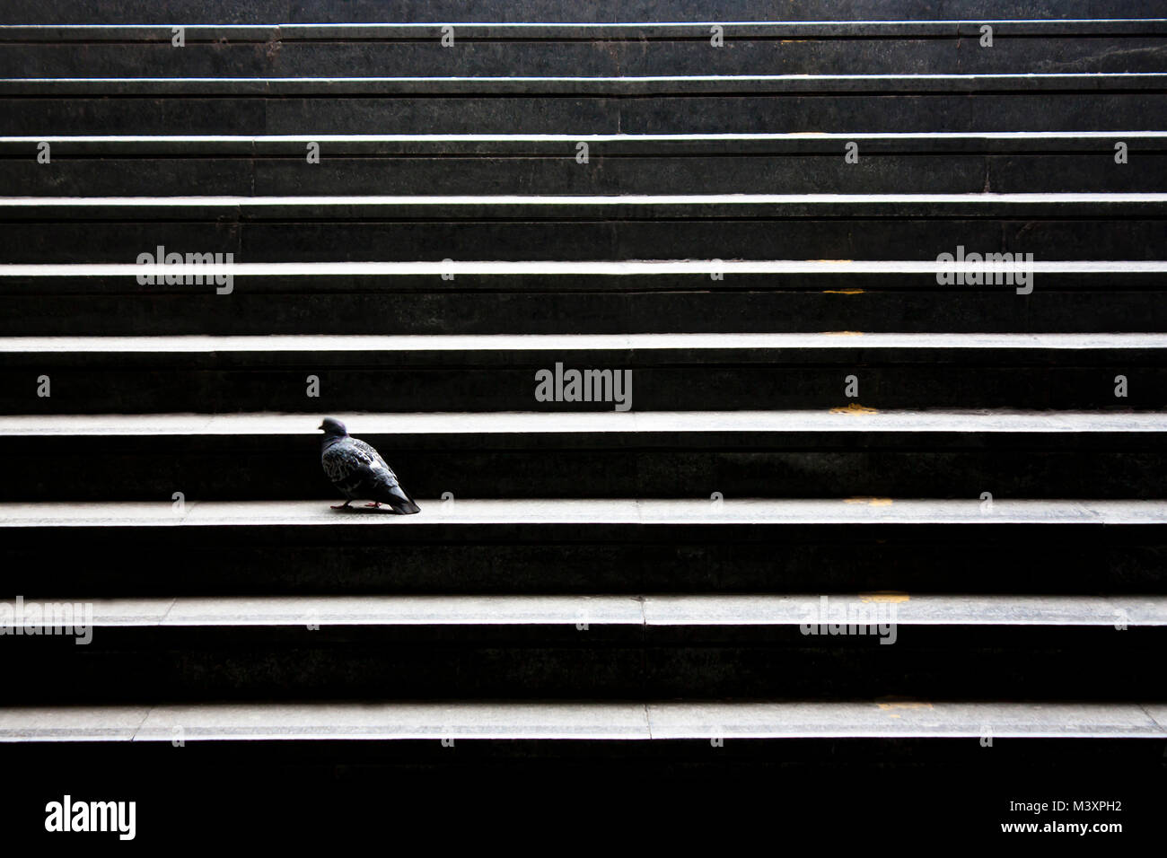 Città scale scuro con un piccione Foto Stock