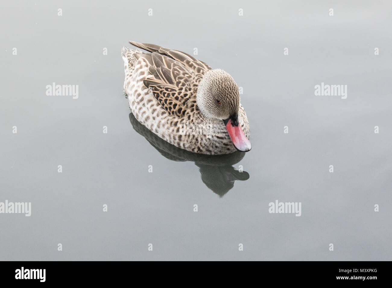 Capo Teal - un anatra dedicarmi dal Sud Africa. Fotografato in cattività. Foto Stock