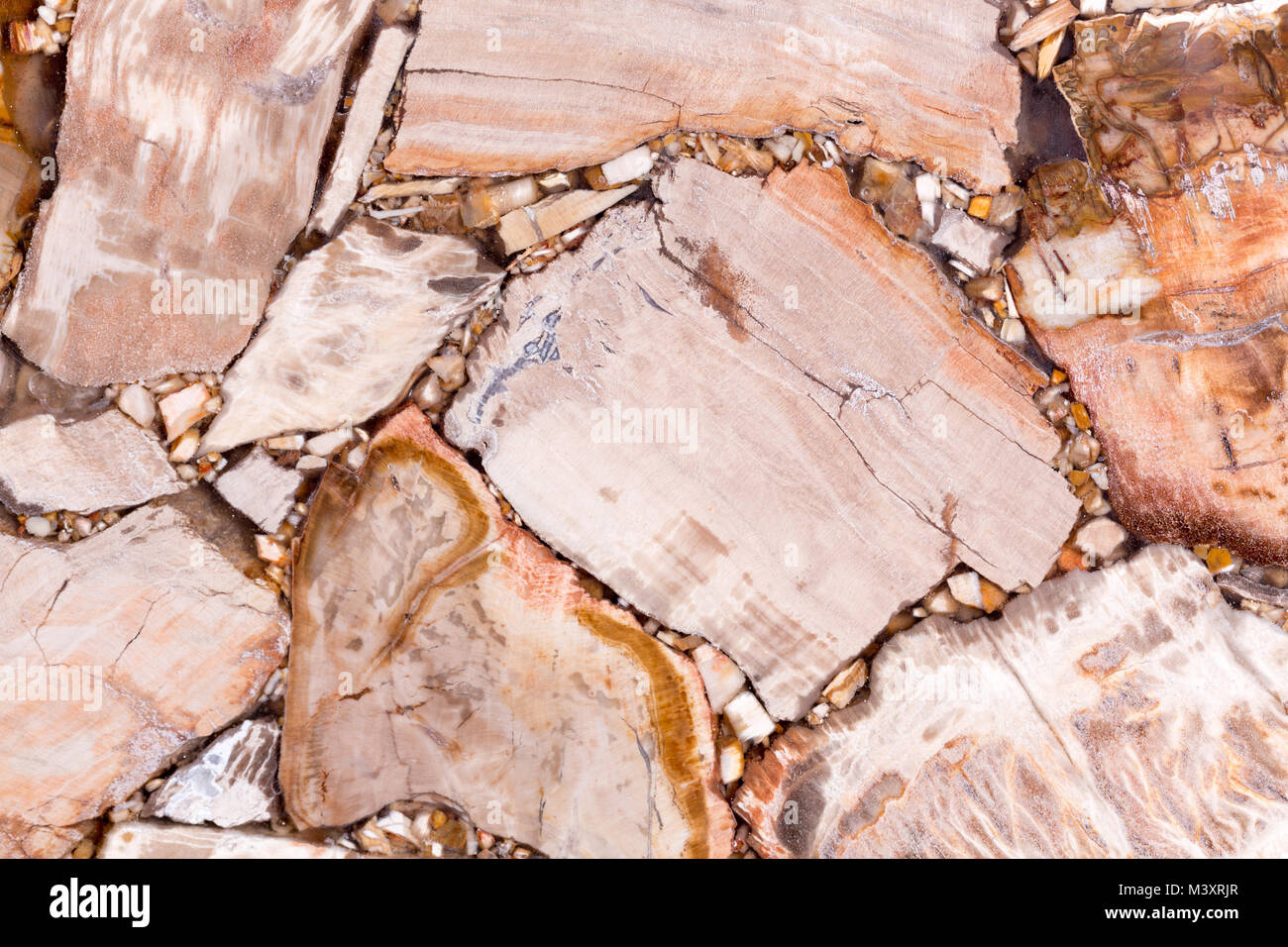 Luce di legno pietrificato texture con contrasto superficie irregolare. Foto Stock