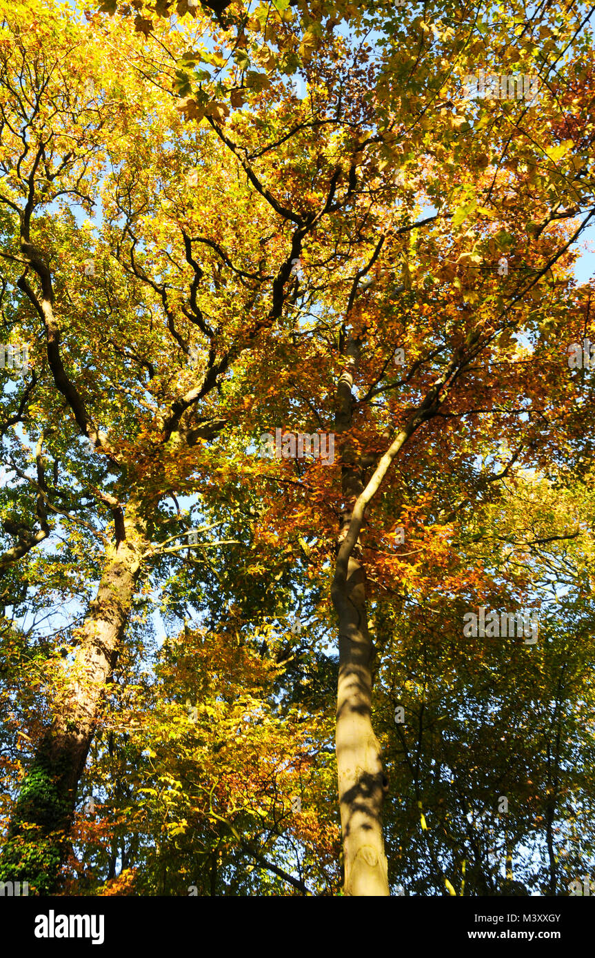 I colori autunnali nelle foglie sul Green Drive a Lytham in Lancashire Regno Unito Foto Stock