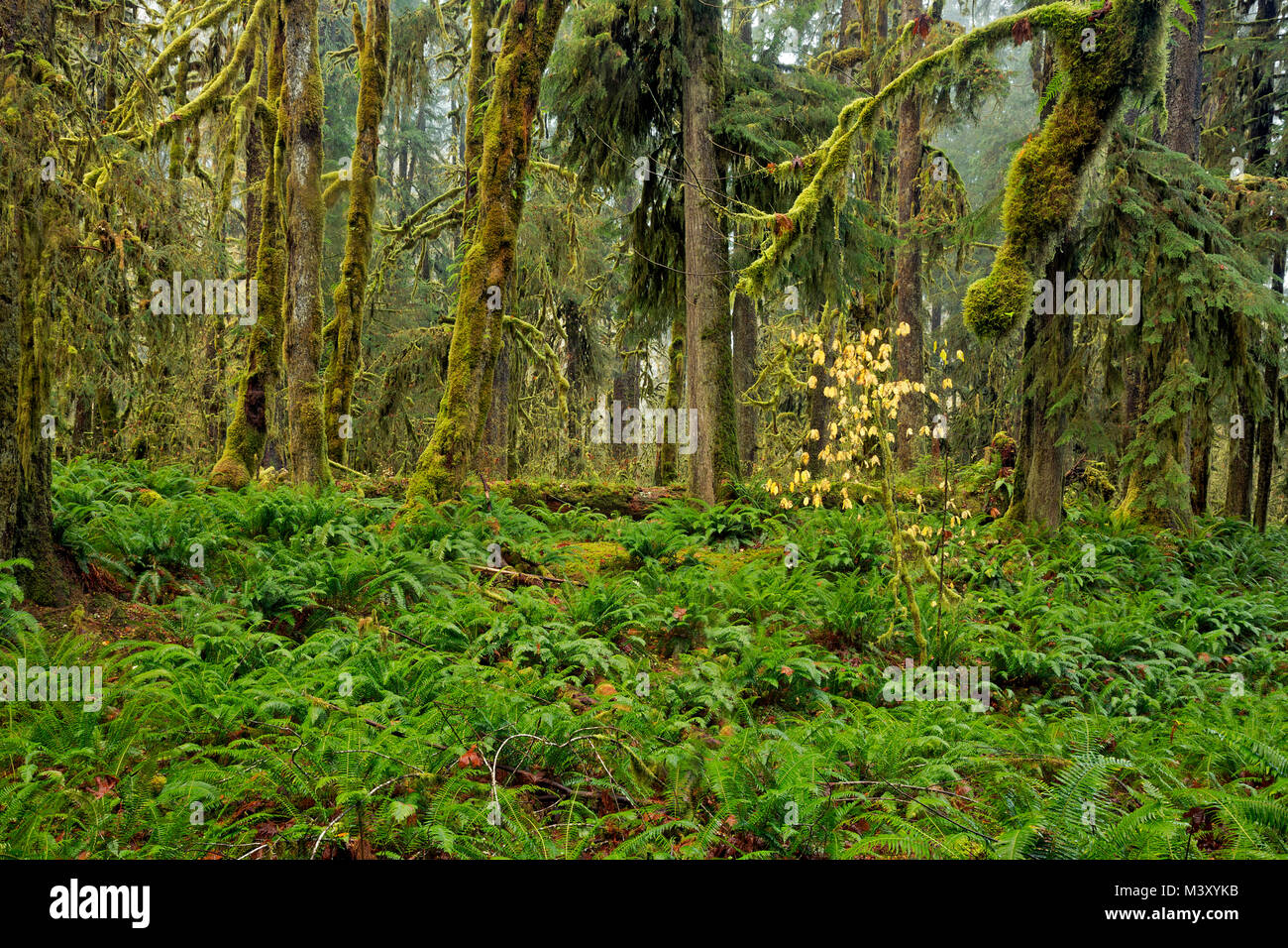 WA13337-00...WASHINGTON - Quinault Rain Forest con coperte di muschio e gli alberi coperti di felce sottobosco dai sepolcri Creek Campeggio in Nationa olimpico Foto Stock
